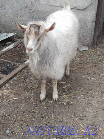 I will sell a goat (Alpine) Almaty - photo 1