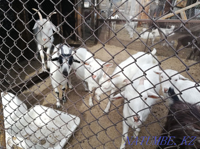 Продаётся два стада коз Караганда - изображение 1