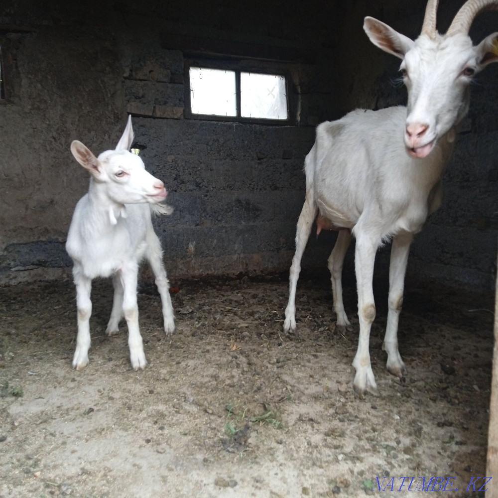 Zenen goats primogeniture  - photo 1
