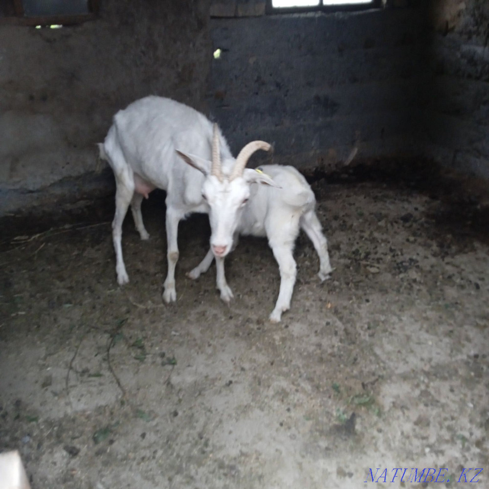 Zenen goats primogeniture  - photo 3