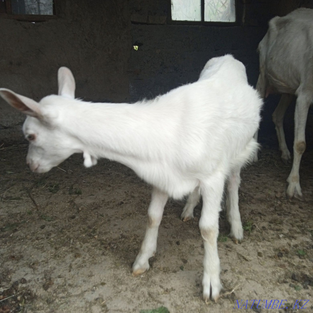 Zenen goats primogeniture  - photo 4