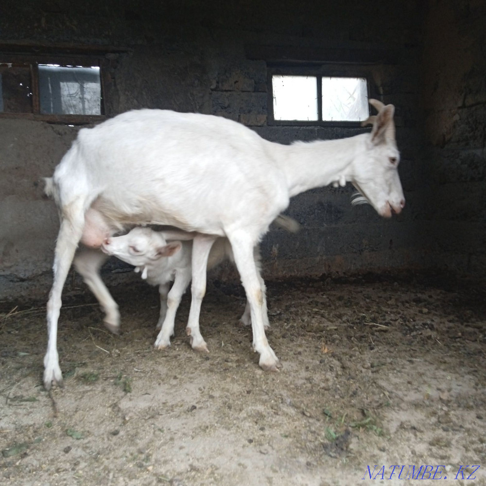 Zenen goats primogeniture  - photo 2