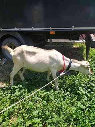 Коза алпий нубийский козлята козочки ешкы лак теке козел зааненский ат Боралдай