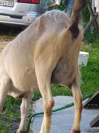 Коза алпий нубийский козлята козочки ешкы лак теке козел зааненский ат Боралдай