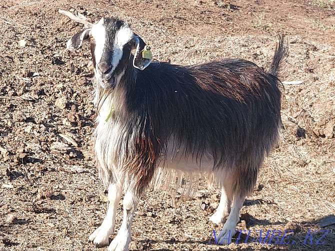 Продам козу хорошей породы Степногорск - изображение 1