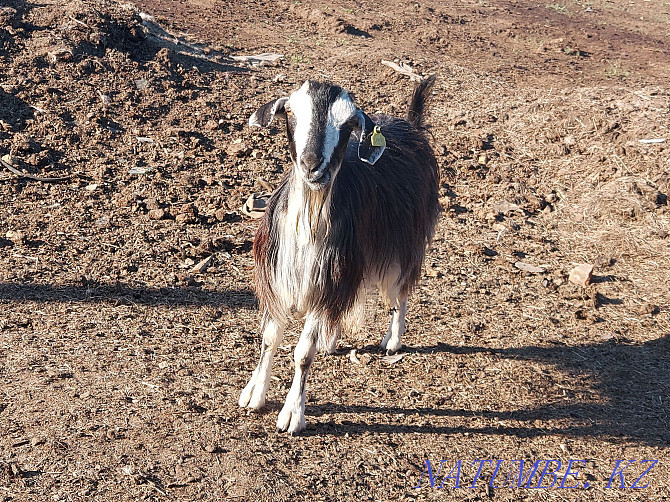 Good quality goat for sale Stepnogorskoye - photo 2