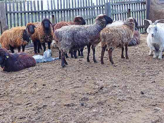 Продам козы и овцы с молодняком Макинск
