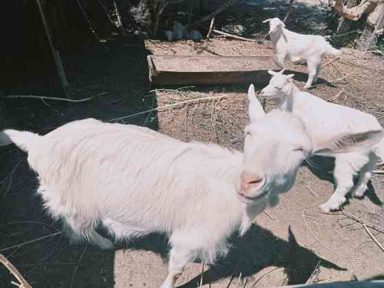Дойная коза с козлятами Шелек
