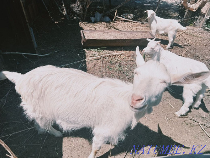Dairy goat with kids Шелек - photo 1