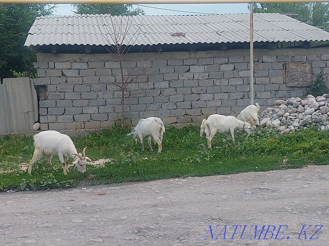 I will sell goats of Saanen breed Байсерке - photo 1