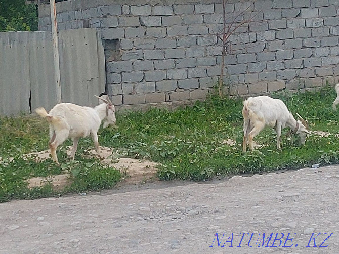 I will sell goats of Saanen breed Байсерке - photo 4