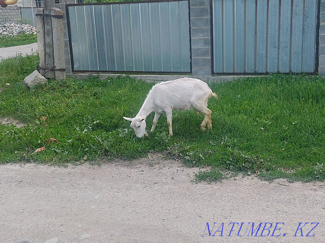 I will sell goats of Saanen breed Байсерке - photo 3