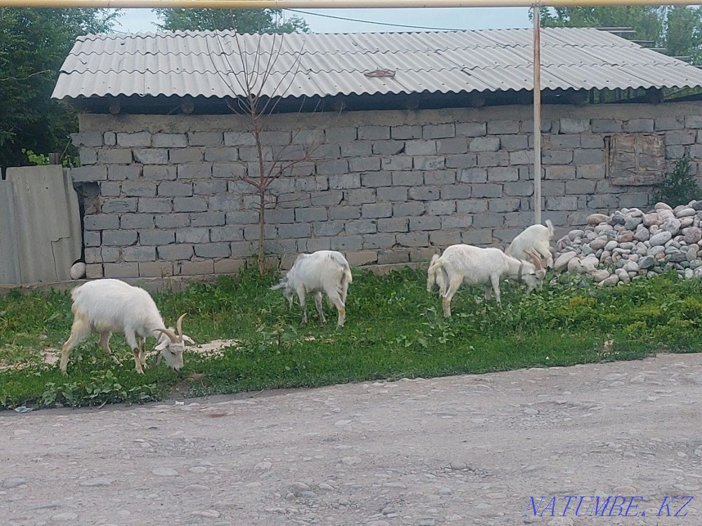 Саанен тұқымды ешкілерді сатамын Байсерке - изображение 1