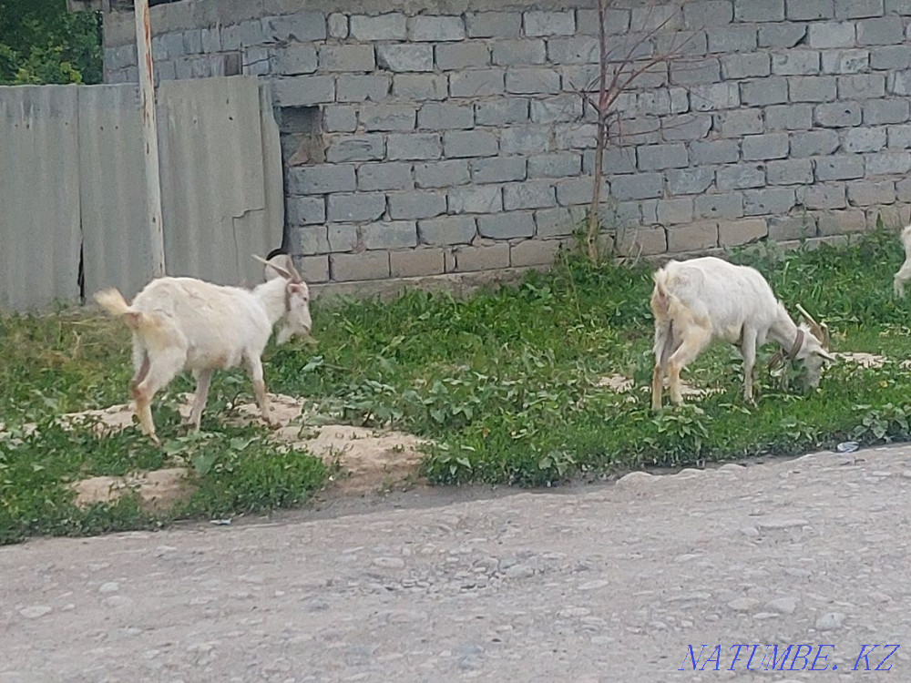 Саанен тұқымды ешкілерді сатамын Байсерке - изображение 4