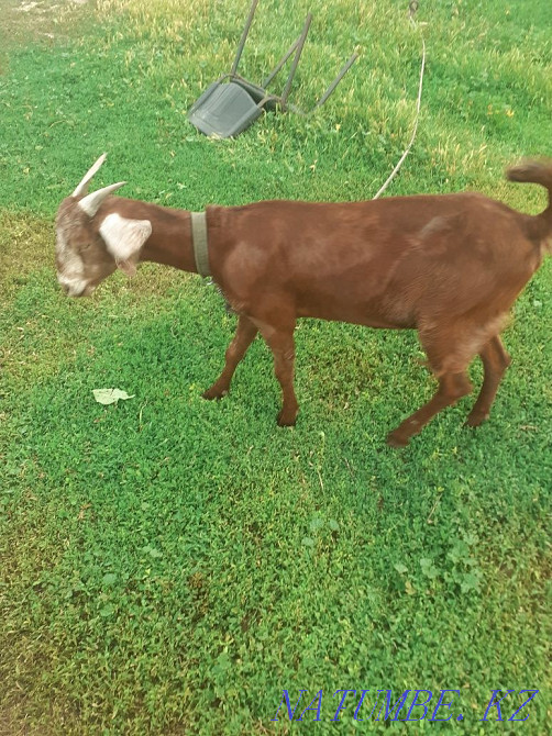 Ағылшын-нубелік ешкі  - изображение 1