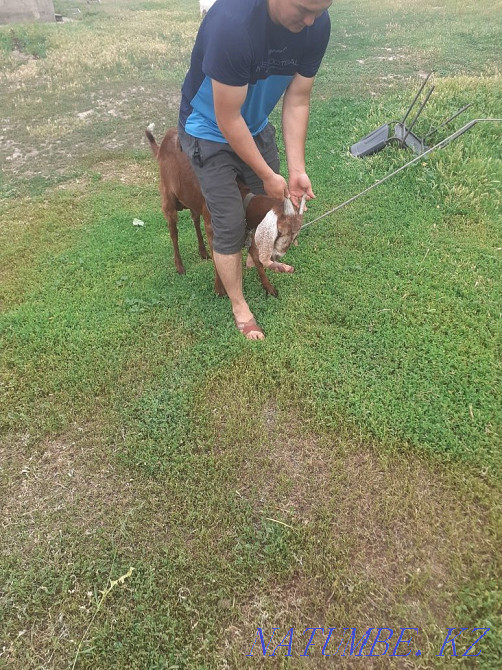 Ағылшын-нубелік ешкі  - изображение 3