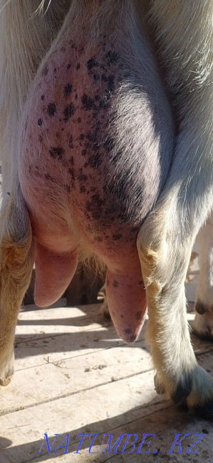 Сүтті ешкі сатылады  Орал - изображение 3