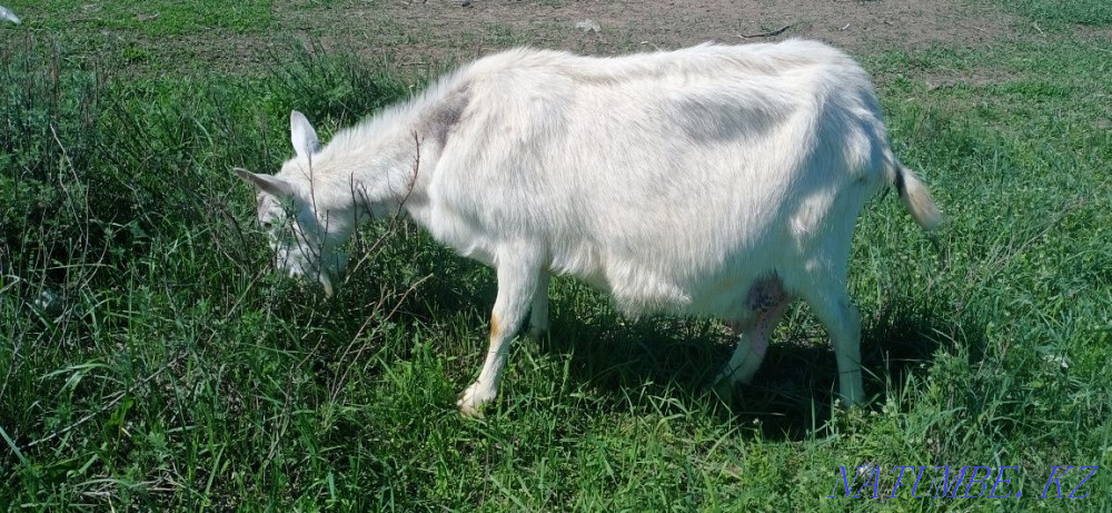 Сүтті ешкі сатылады  Орал - изображение 1