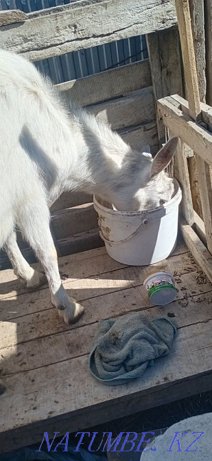 Сүтті ешкі сатылады  Орал - изображение 2