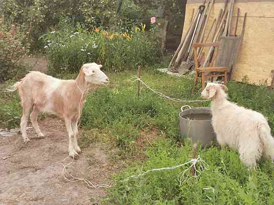 Продам козу с козочкой  Алматы
