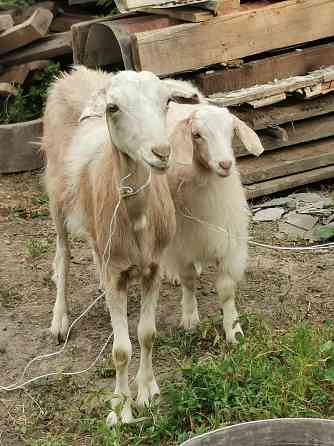 Продам козу с козочкой Almaty