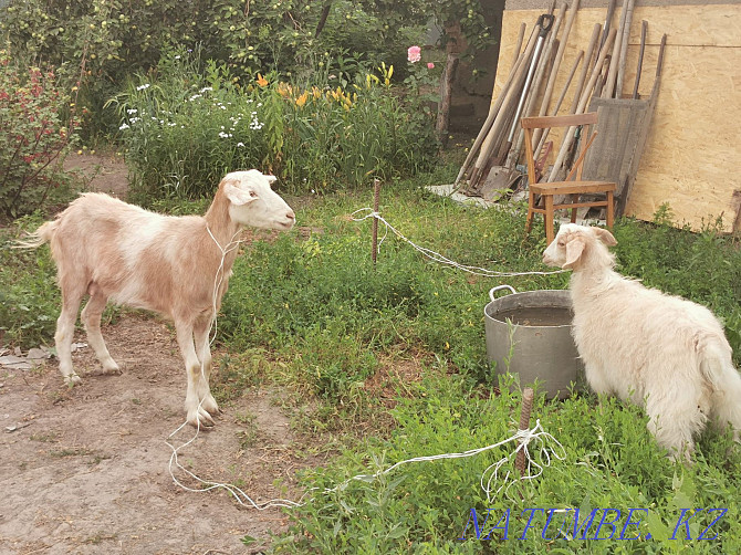 I will sell a goat with a goat Almaty - photo 3