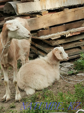 Продам козу с козочкой Алматы - изображение 2