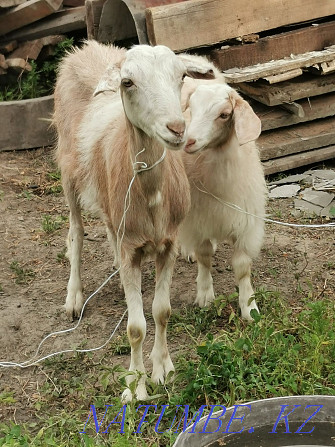 Продам козу с козочкой Алматы - изображение 4