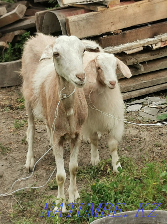 I will sell a goat with a goat Almaty - photo 1