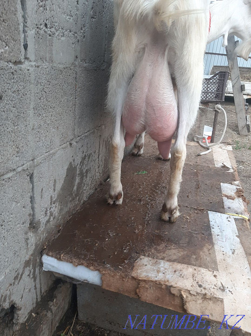 Goat milk, cheese, etc. for sale Qaskeleng - photo 3