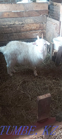 Sell goats urgently Kostanay - photo 1