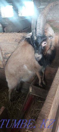 Sell goats urgently Kostanay - photo 3