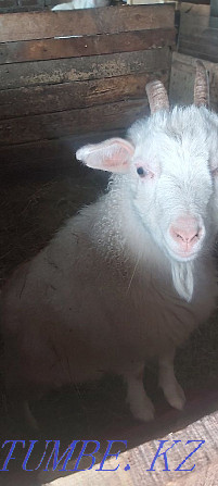 Sell goats urgently Kostanay - photo 2