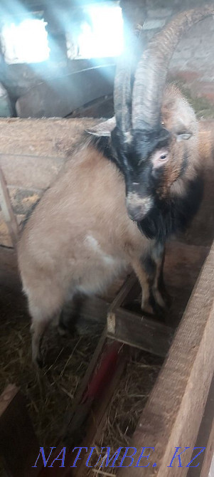 Продам коз срочно Костанай - изображение 3