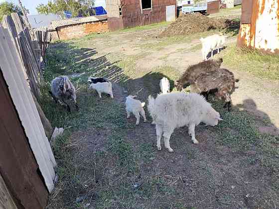 Продам коз дойных и мясной породы Kostanay