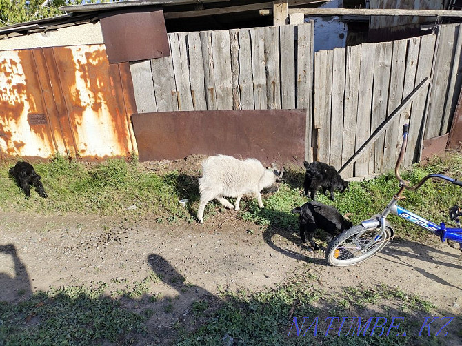 I will sell dairy goats and meat breeds Kostanay - photo 3