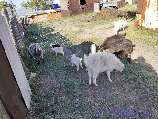 I will sell dairy goats and meat breeds Kostanay - photo 2