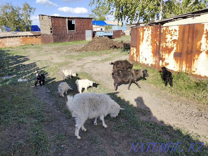 I will sell dairy goats and meat breeds Kostanay - photo 1