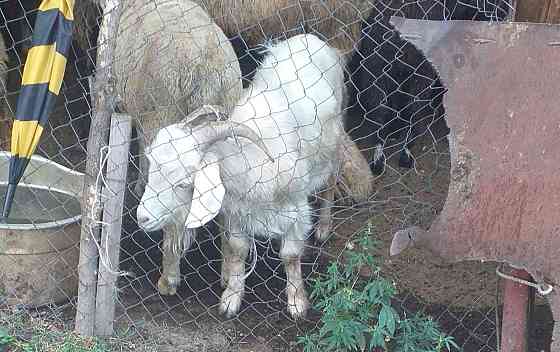 Ешки сатам семиз 28000 тенге козы продам  Алматы