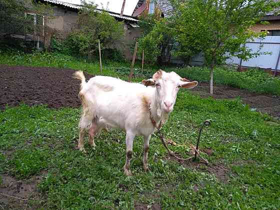 Продам срочно козу с двумя козлятами Almaty
