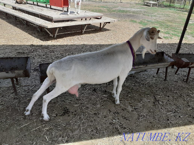 Продам срочно козу с двумя козлятами Алматы - изображение 1