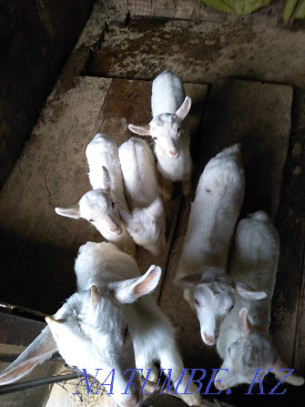 Продам срочно козу с двумя козлятами Алматы - изображение 4