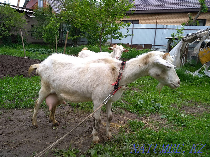Продам срочно козу с двумя козлятами Алматы - изображение 3