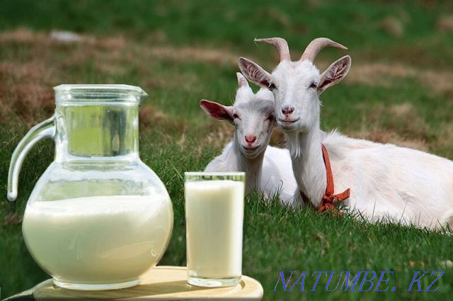 Продам козье молоко лечебный целебный прадукт парное и охлажденное Усть-Каменогорск - изображение 1