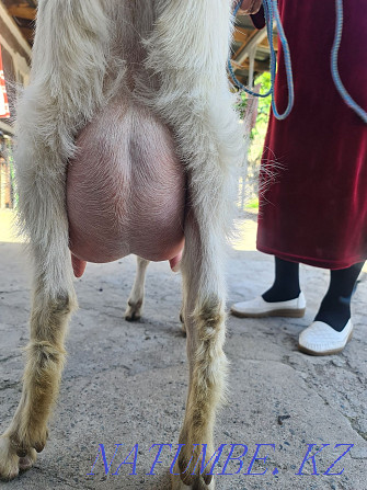 Dairy goat Urochishche Talgarbaytuma - photo 3