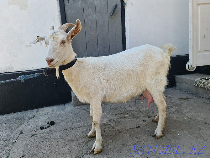 Коза заненская молочная Талгар - изображение 1