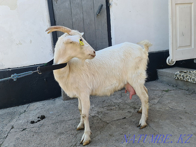 Dairy goat Urochishche Talgarbaytuma - photo 2