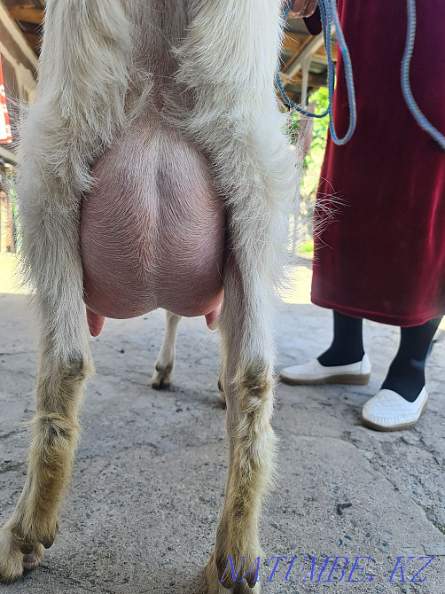 Сүтті ешкі  Талғар  - изображение 3