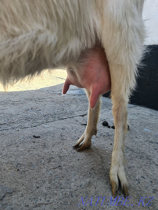 Сүтті ешкі  Талғар  - изображение 4