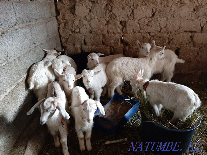 Zanen Alpi Nubi la?tar ?r?ashy Erkek la? Yeshki eshki goat goat Lak Shymkent - photo 1